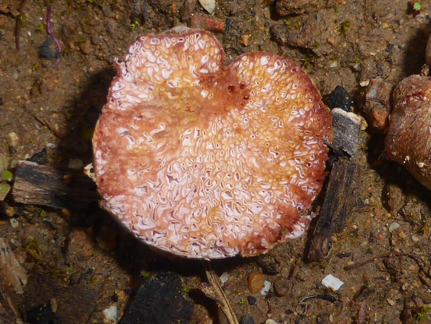 4 Hydnangium carneum Schnitt Gleba Portugal Algarve Serra Monchique Picota Krieglsteiner Eucalyptus Feldmykologe PSV Krieglsteiner Pilzschule Pilzkurse Pilzseminare Agaricale