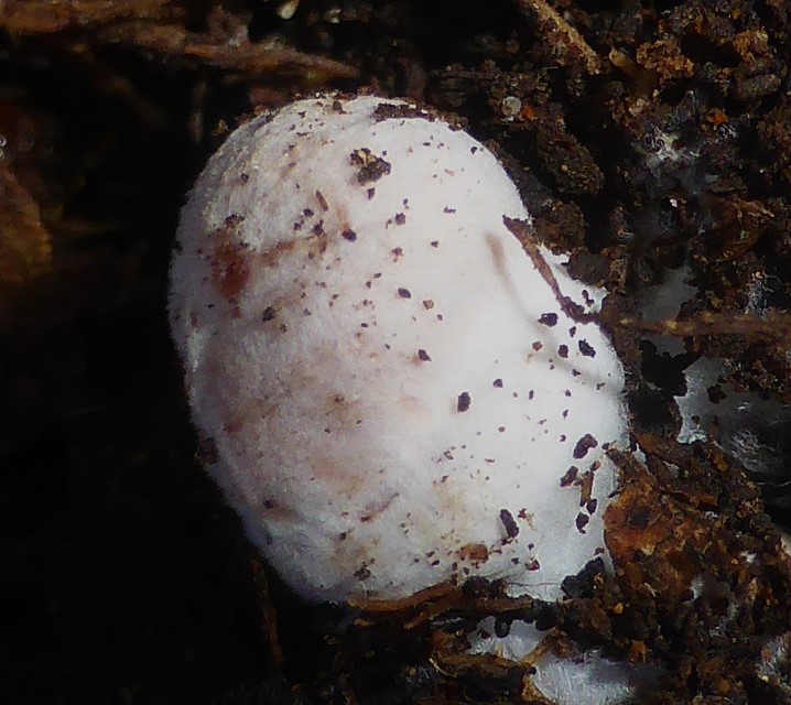 7 Hydnangium carneum jung iuvenil Peridie hell weisslich Portugal Algarve Mykorrhizapilz Serra Monchique Laccaria Lackpilz Agaricales Hydnangiaceae Krieglsteiner Feldmykologe