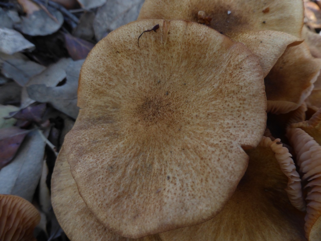 Armillaria-tabescens-Ringloser-Hallimasch-Detail-Portugal-Algarve-Pilzkurse-Pilzseminare