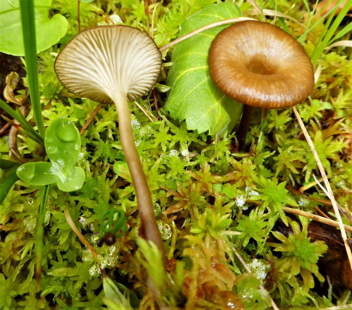 Arrhenia oniscus Glaltter Moor Nabelng Skandinavien Norwegen Sphagnum Moore Nationalpark Lomsdal Vsten Pilzschule Schwbischer Wald Krieglsteiner Feldmykolog