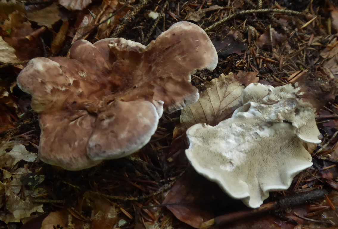 Bankera cinerea Phellodon violascens Hydnellum peckii melaleucus Bayerischer Wald Zwieslerwaldhaus Mittelsteighuette