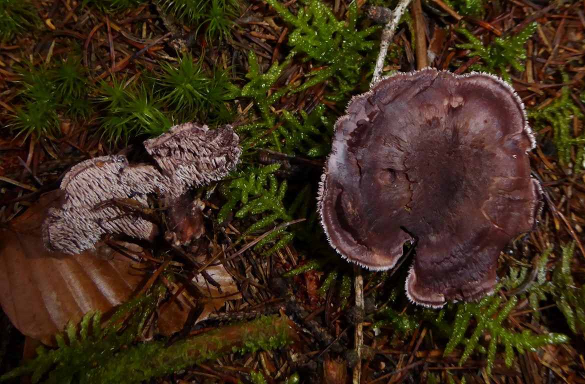 Bankera cinerea Sarcodon violascens Oesterreich Kaernten Turia Wald Violetter Fleischstacheling