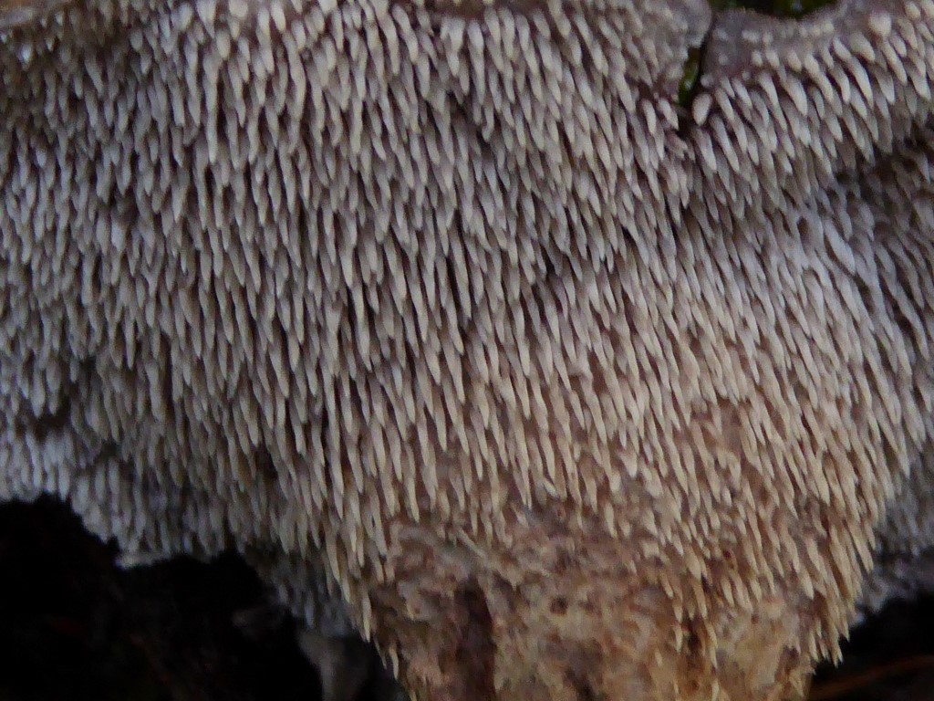 Bankera cinerea Violetter Weisporstacheling Stacheln Thelephorales Erdwarzenpilz Lederkoralle