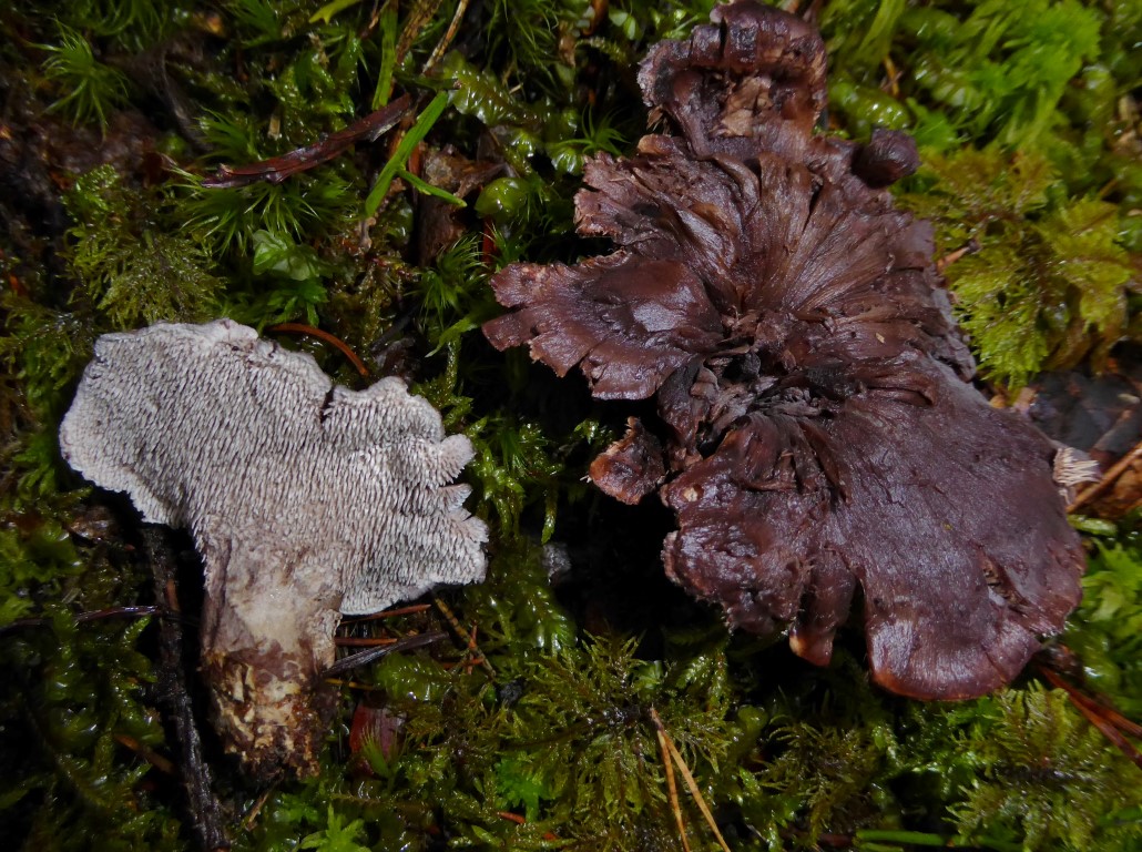 Bankera cinerea violascens Phellodon Krieglsteiner Kaernten Oesterreich Turia Wald Sattnitz Rote Liste stark gefaehrdet