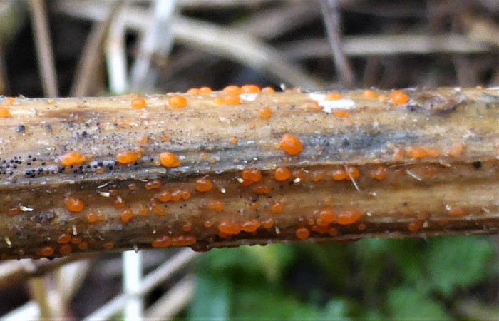 Calloria urticae Callorina neglecta fusaroides Orangefarbenes Brennnesselbecherchen Urtica dioica Helotiales Saprobiont ubiquitaer Feldmykologe Pilzschule Schwbischer Wald Krieglsteiner