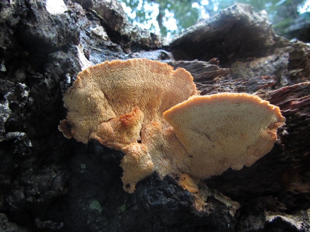 Climacodon-pulcherrimus-Algarve-Creolophus-Portugal-Serra-Monchique-Korkeiche-Ostrow