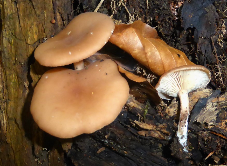 Clitocybe americana 2 subbulbipes Heinz Sielmann Stiftung Auftragskartierug Specht Meusers Ludwig Pilzkompendium Buchenstumpf Buchenwald Holz