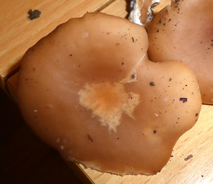 Clitocybe americana 6 hygrophan Steilhang Schluchtwald Edellaubholz Malm Kalk Buchenstumpf Oekologie diatreta Ludwig Specht Krieglsteiner Pilzkompendium