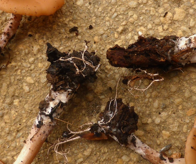 Clitocybe americana 7 subbulbipes weisse Rhizoiden Buchenstumpf Studio Krieglsteiner Pilzschule Schwaebischer Wald Alb Kalk Malm Neufund amerikanische