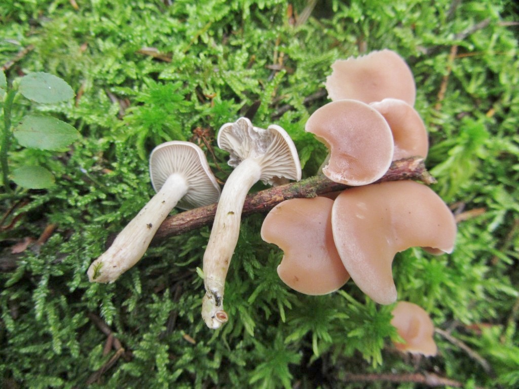 Clitocybe diatreta Fleischfalber Trichterling Baden Wuerttemberg Stuttgart Schwaebisch Gmuend Gschwend Schwaebischer Wald