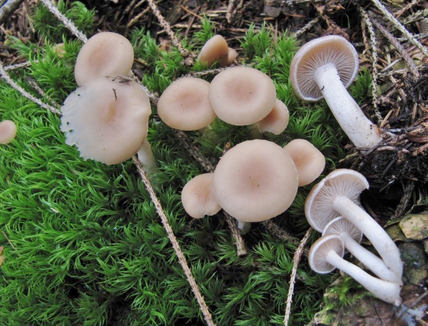 Clitocybe diatreta Fleischfalber Trichterling Niedersachsen Solling Fichten sauer Paralepista flaccida Muscarin