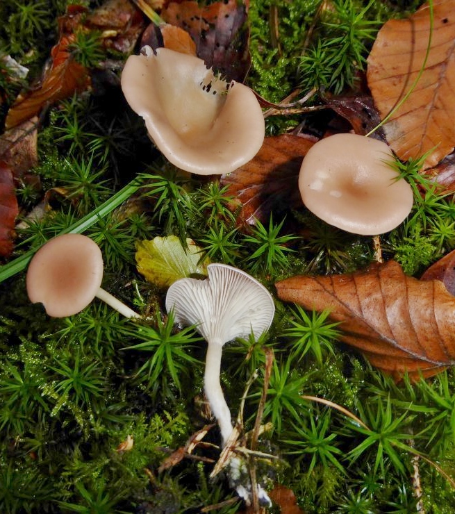 Clitocybe diatreta Fleischfalber Trichterling Pilzschule Schwaebischer Wald Krieglsteiner Baden Wuerttemberg Pilzkurse