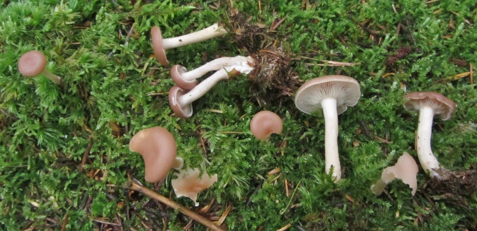 Clitocybe diatreta Paralepista flaccida Paralepistopsis amoenolens Baden Wuerttemberg Schwaebischer Wald