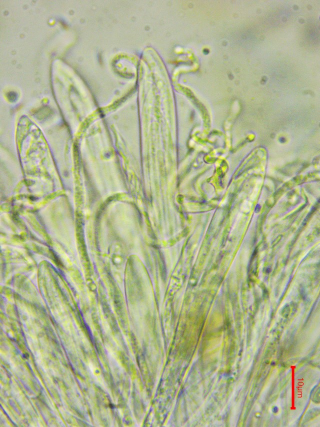 Colpoma crispum 14 quercinum juniperi Schildbecherling Spaltlippe Lophodermium Rhytismatales Lirellen Asci Paraphysen Pilzschule Schwaebischer Wald Krieglsteiner