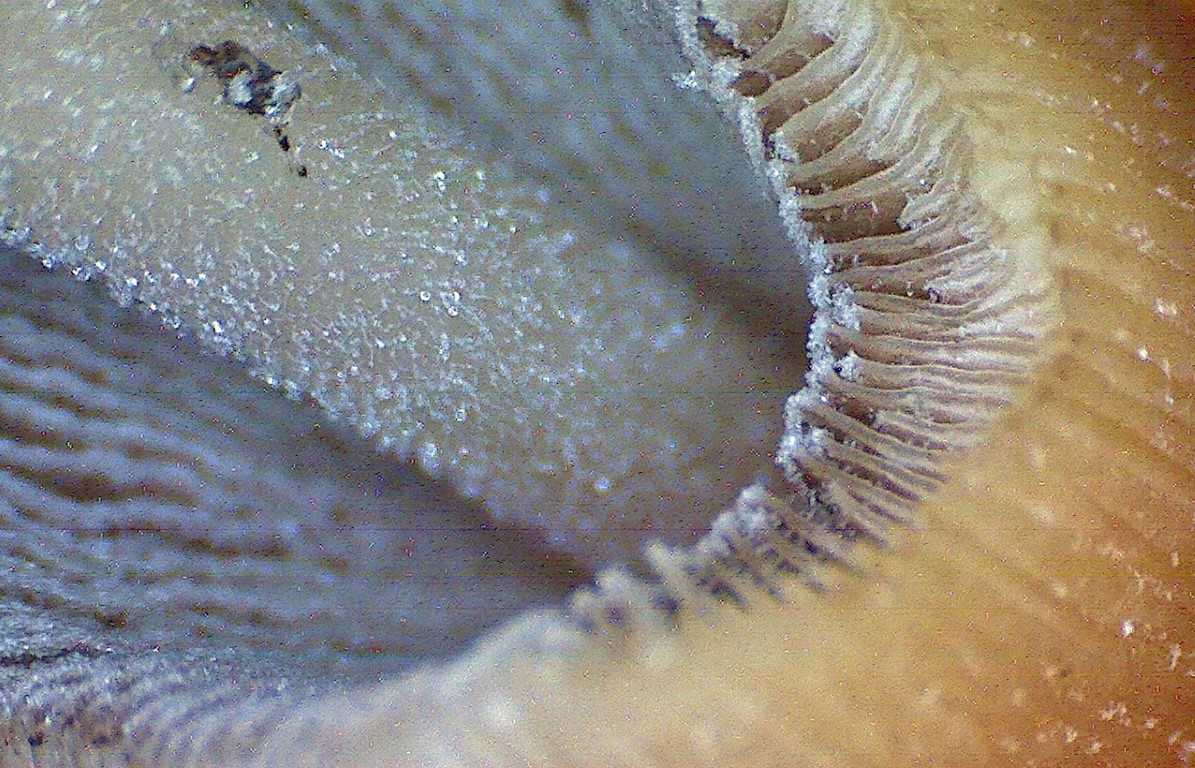 Coprinellus micaceus 9 Nordhein Westfalen Nationalpark Eifel Glimmertintling Stiel weiss Kaulozystiden Hut plissiert faltig essbar Coprin