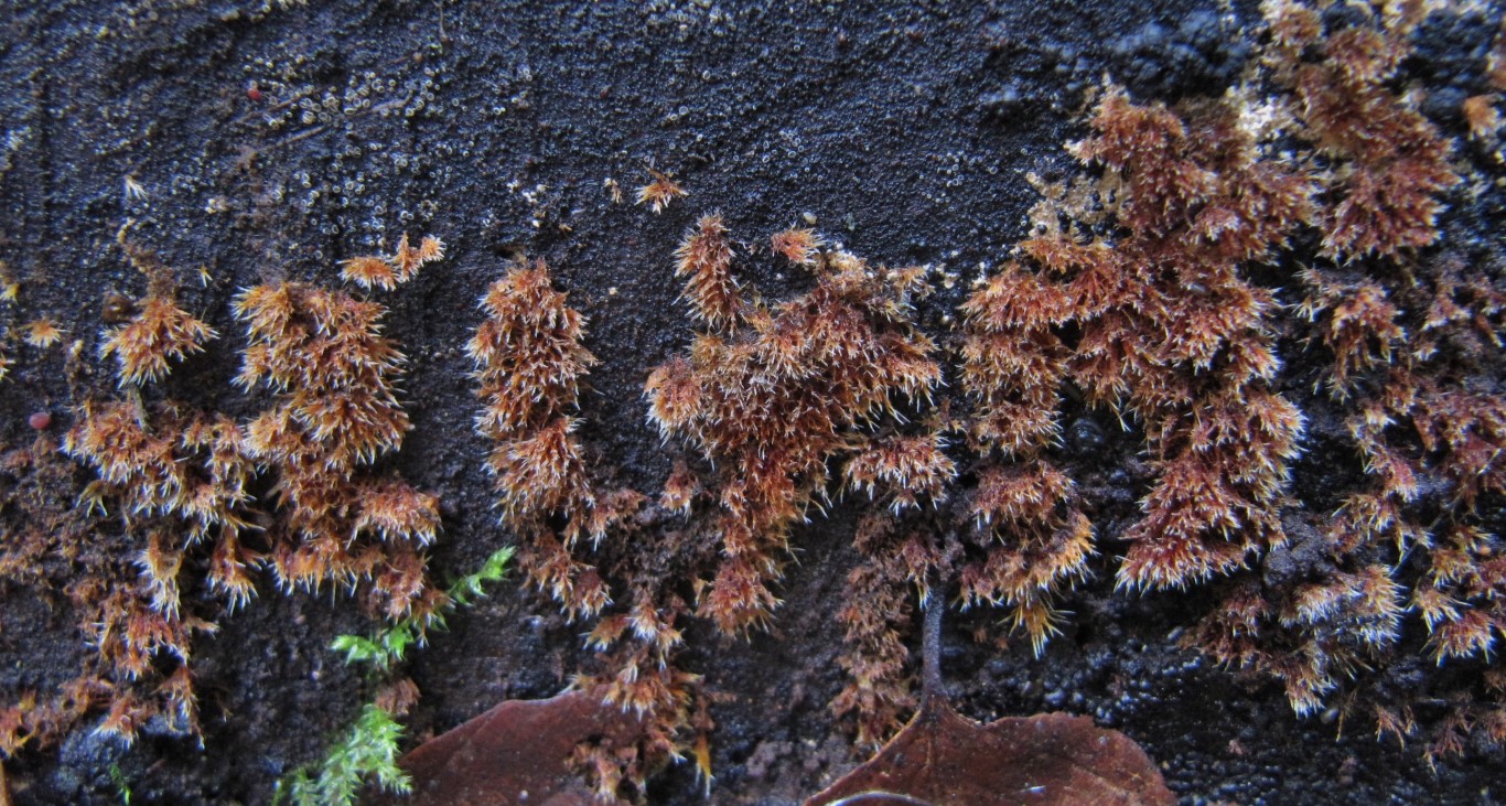 Coprinellus micaceus 91 Ozonium Luftmyzel Hessen Vogelsberg Laubholz Giftpilz Suppenpilz Pilzkurse essbar