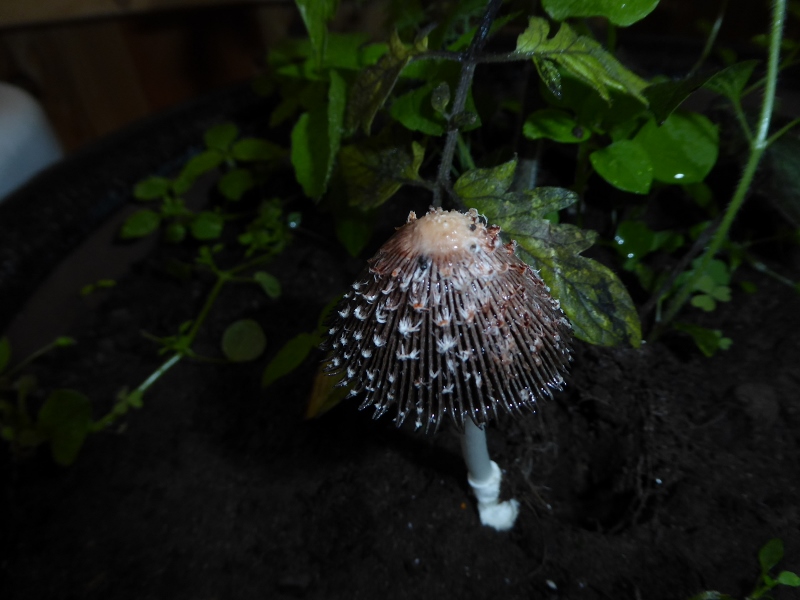 Coprinus xerophilus Tintling Tomatenbeet Neomycet Neufund Deutschland weiss rosa schwarz