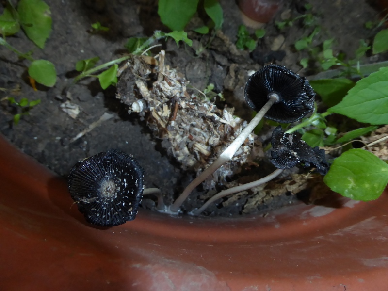 Coprinus xerophilus Tomatenbeet Spraitbach alte Fruchtkoerper Hut radial gefaltet Tinjte