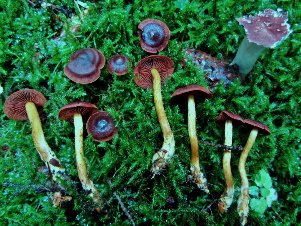 Cortinarius pseudofervidus fervidus DNA Baden Wuerttemberg Stuttgart Schwaebisch Fraenkischer Wald Gmuend Krieglsteiner Tanne Fichte basenreich