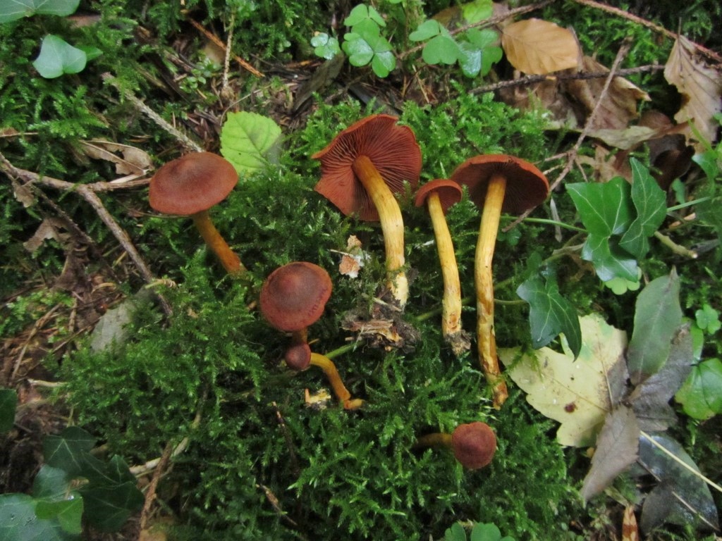 Cortinarius pseudofervidus rubrobrunneus Gelbstieliger Blut Hautkopf Schwaebisch Gmuend Schwaebische Alb Dermocybe Nadelwald