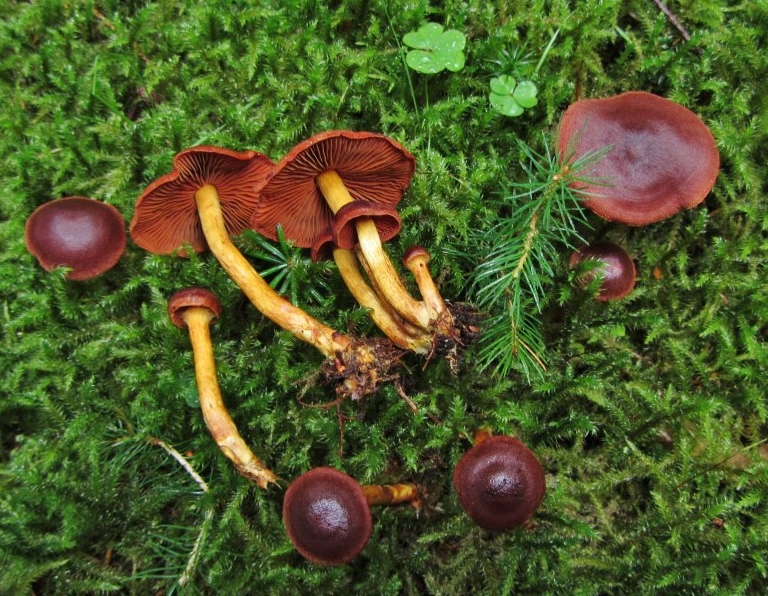 Cortinarius pseudofervidus rubrobrunneus ominosus Gelbstieliger Blut Hautkopf Schleierling Dermocybe Pilzschule Schwaebischer Wald