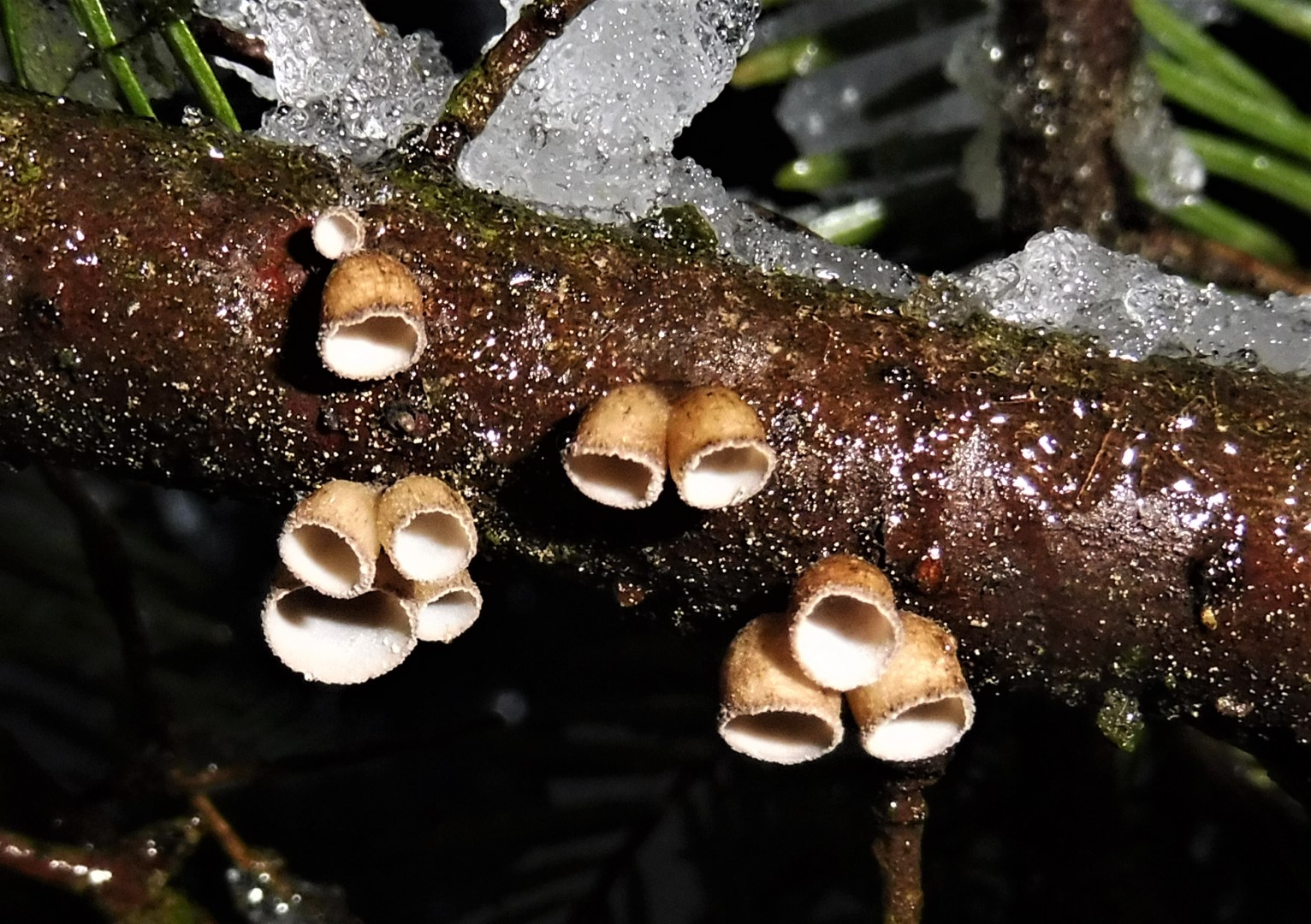 Cyphella digitalis Tannen Fingerhut Markones Krieglsteiner Ostalbkreis Schwaebisch Gmuend Ruppertshofen PIlzkurs