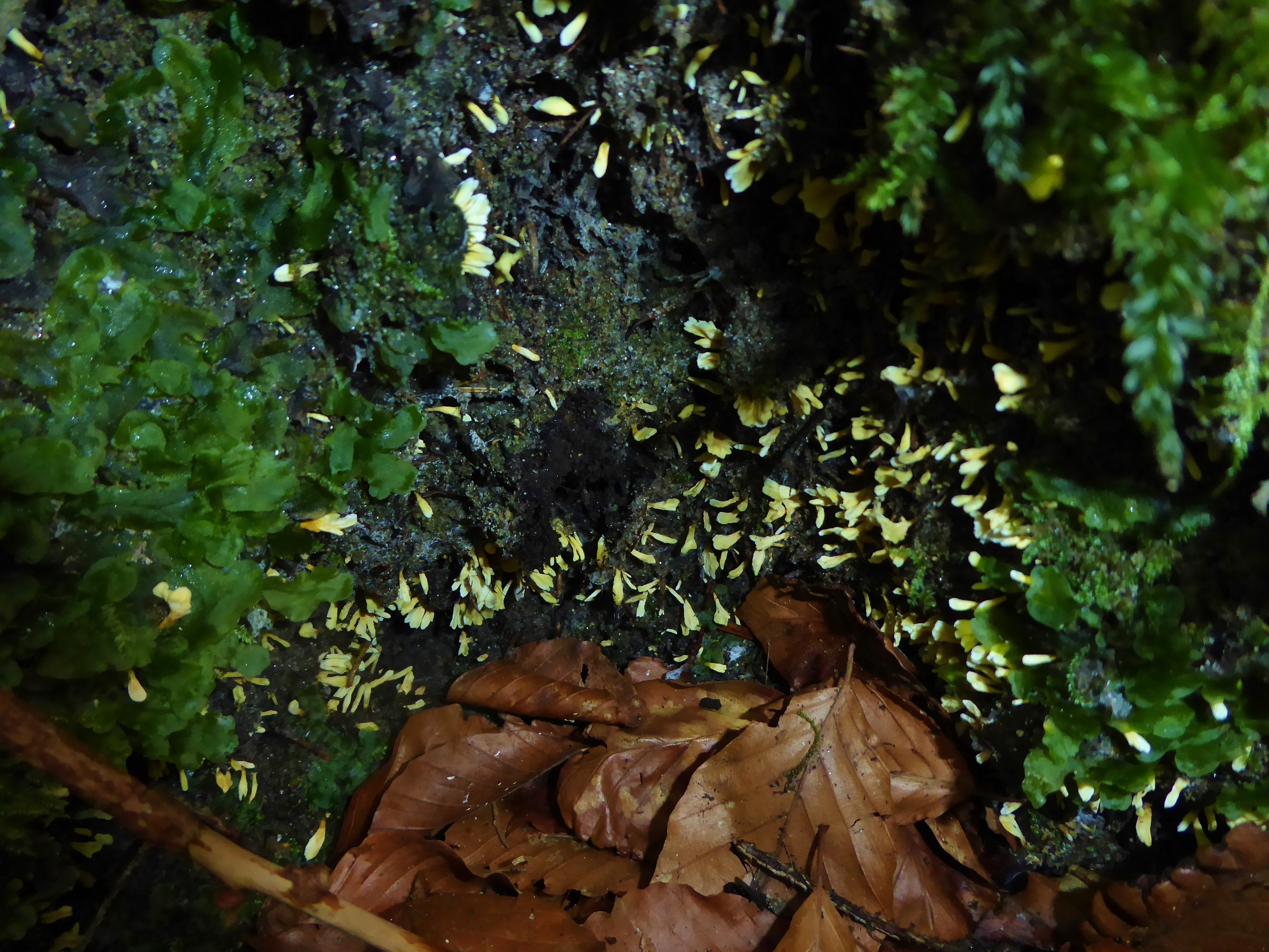 Dottergelber Kreiselpilz Stereopsis vitellina Neufund Bayerischer Wald Nationalpark Zwieslerwaldhaus Schwellhaeusl