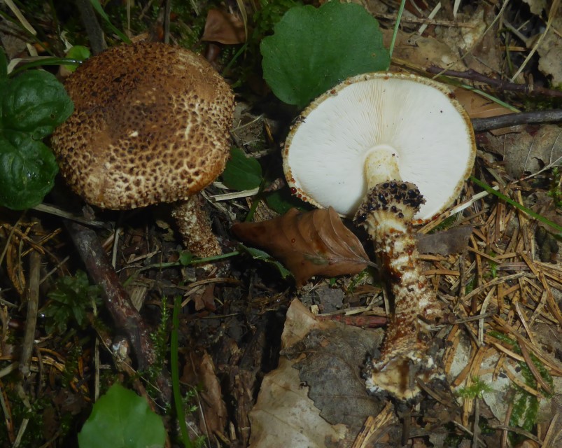 Echinoderma hystrix 2 Kegelschuppiger Stachelschirmling Feldmykologe Krieglsteiner Pilzschule Lamellenschneide schwarz Geruch Holunderblten Katzenpipi angenehm