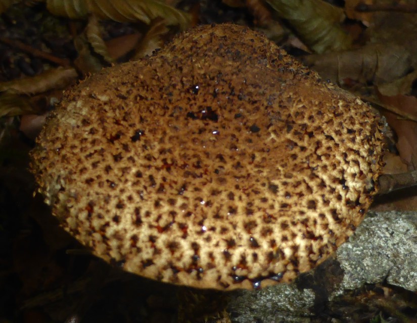 Echinoderma hystrix 3 Schwarzsschneidiger Stachelschirmling Hutoberseite pyramidale Stacheln Geruch angenehm suesslich Pilzschule Feldmykologe Krieglsteiner