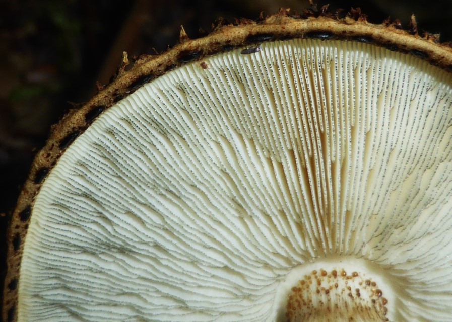 Echinoderma hystrix 5 Schwarzschneidiger Stachelschirmling Kegelschuppiger Lamellenschneide Cheilozystiden schwarz gefaerbt Inhalt Schwaebisch Hall Krieglsteiner