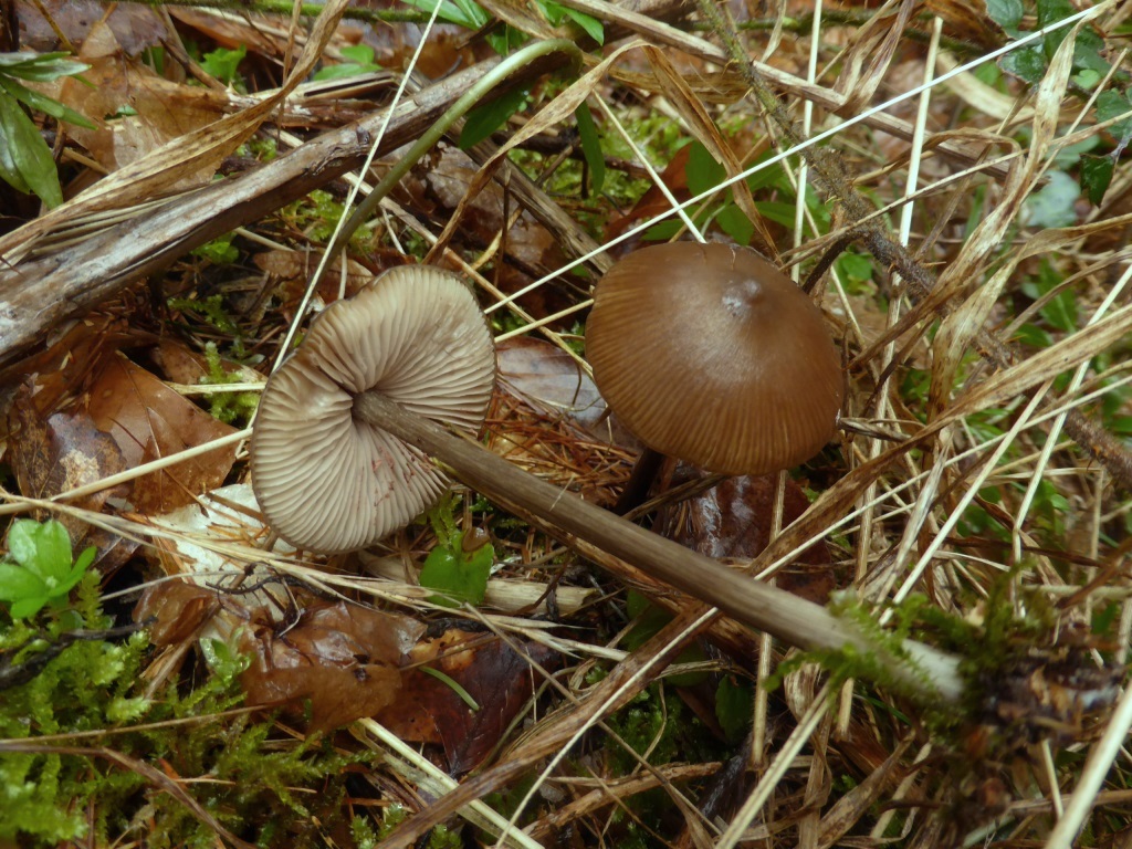 Entoloma-hirtipes-Traniger-Glöckling-Schwäbischer-Wald-Gschwend-giftig-Frühlingspilze-Seminar-Pilzschule