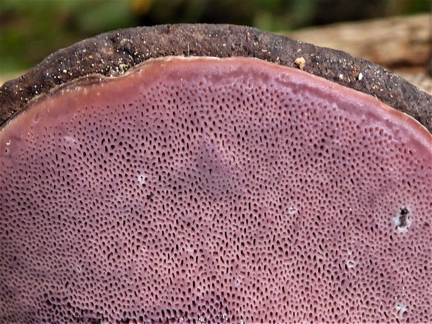 Fomitopsis rosea Frankreich Nationalpark Mercantour Roubion Poren rosa Rosenroter Baumschwamm Pilz des Monats Feldmykologe Seminare Pilzschule Schwaebischer Wald