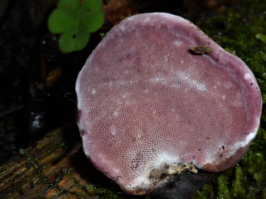 Fomitopsis rosea Zofinsky prales Nationalpark Tschechien Fichte Picea abies Feldmykologe Kartierung Biomonitoring Krieglsteiner Pilzschule Schwaebischer Wald Pilzkurs