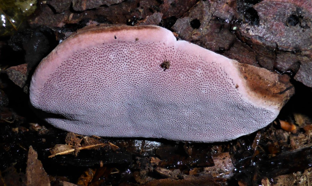 Fomitopsis rosea Zofinsky prales Nationalpark Tschechien Lothar Krieglsteiner Pilzkurse Pilzseminare Pilzfuehrungen Feldmykologe Schwaebischer Wald Baden Wuerttemberg