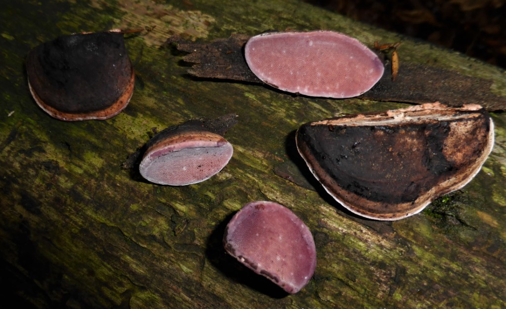 Fomitopsis rosea Zofinsky prales Rosenroter Baumschwamm Lothar Krieglsteiner Tschechien Nationalpark Pilzkurs Pilzseminare Tagesfuehrung Hans Haas Mykologe