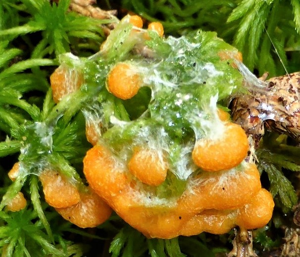 Fuligo muscorum 10 Bayerischer Wald Spiegelau Gugloed Torfmoos Sphagnum unreife Aethalien Myxo Kurs Schleimpilz saures Milieu Krieglsteiner