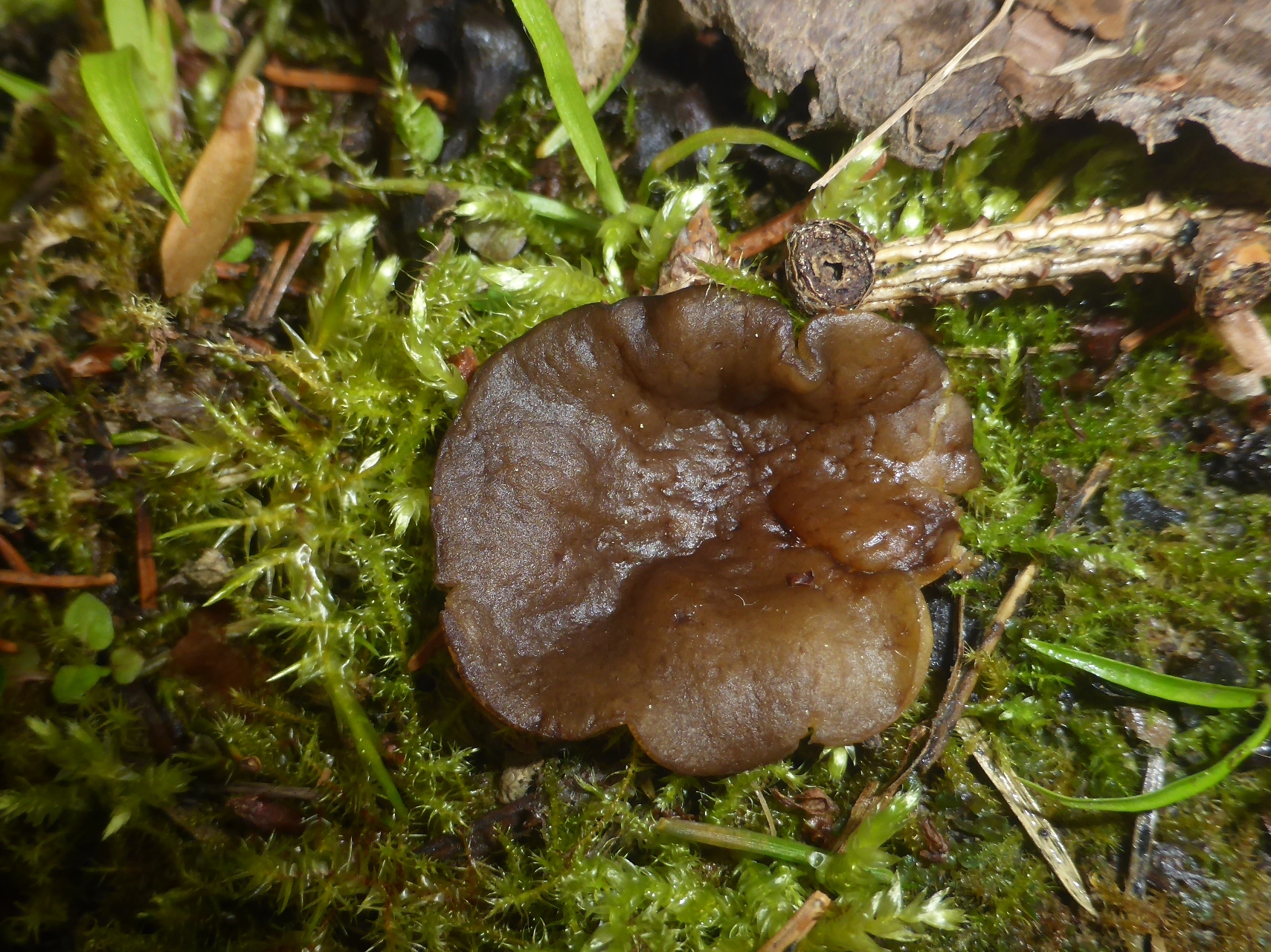 Gyromitra melaleuca Fruchtkoerper feucht hell Baden Wuerttemberg Bad Mergentheim Fichte Tanne Buche Muschelkalk Arlinghaus Schmid Neeser