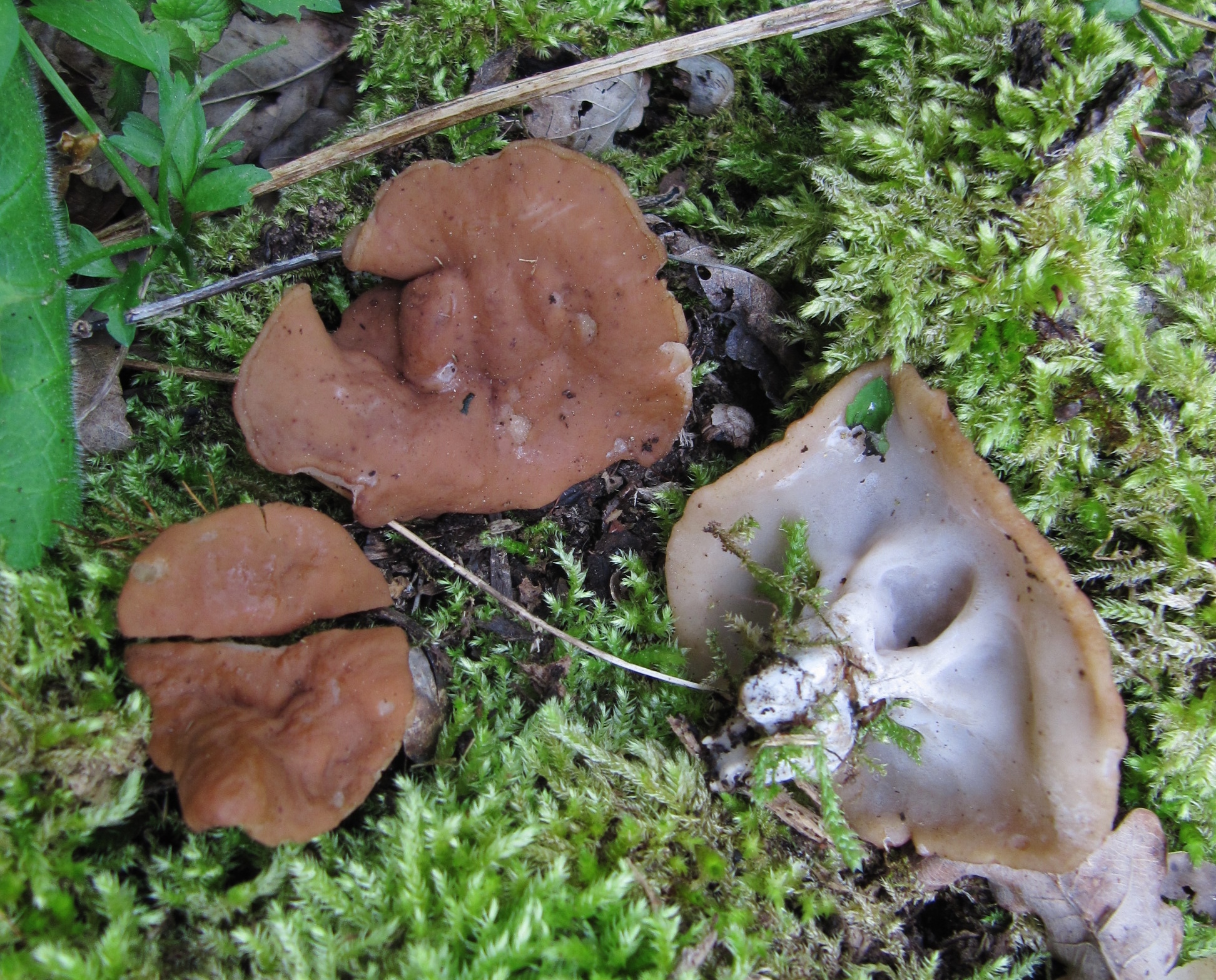 Gyromitra parma Discina Marxheim Schildfrmiger Scheibling Betula Birke Auwald Holz kein Speisepilz