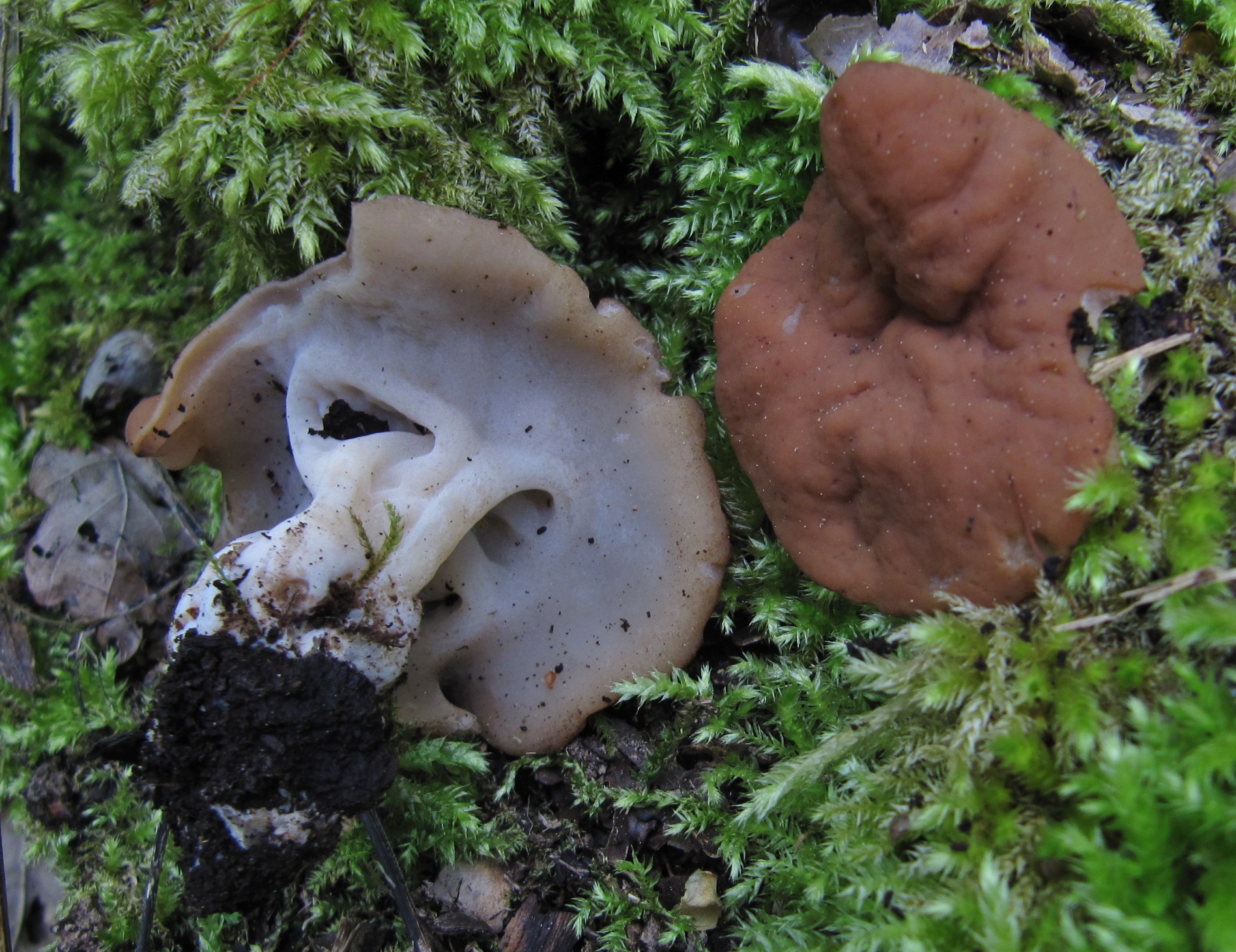 Gyromitra parma Discina Morchelfhrung Exkursion Seminar Bayern Schwaben Donauwoerth Birke Krieglsteiner