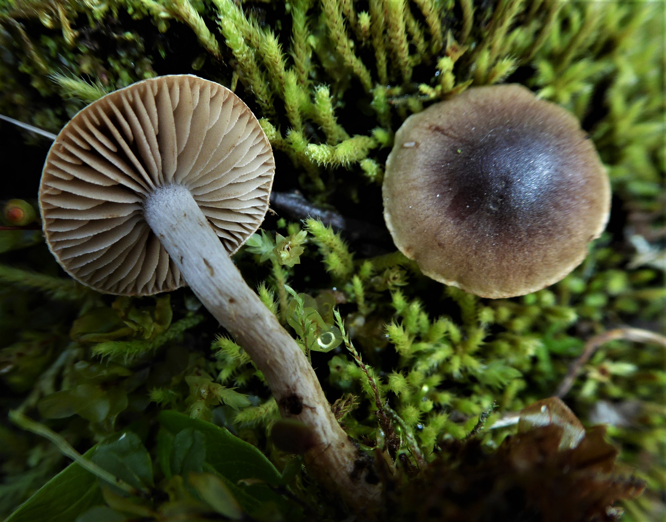 Hebeloma nigellum 2 Schwaerzlicher Faelbling Norwegen Nationalpark Jotunheimen Weide Mykorrhiza boreal Salix Feldmykologe Pilzkurs Pilzseminar Krieglsteiner