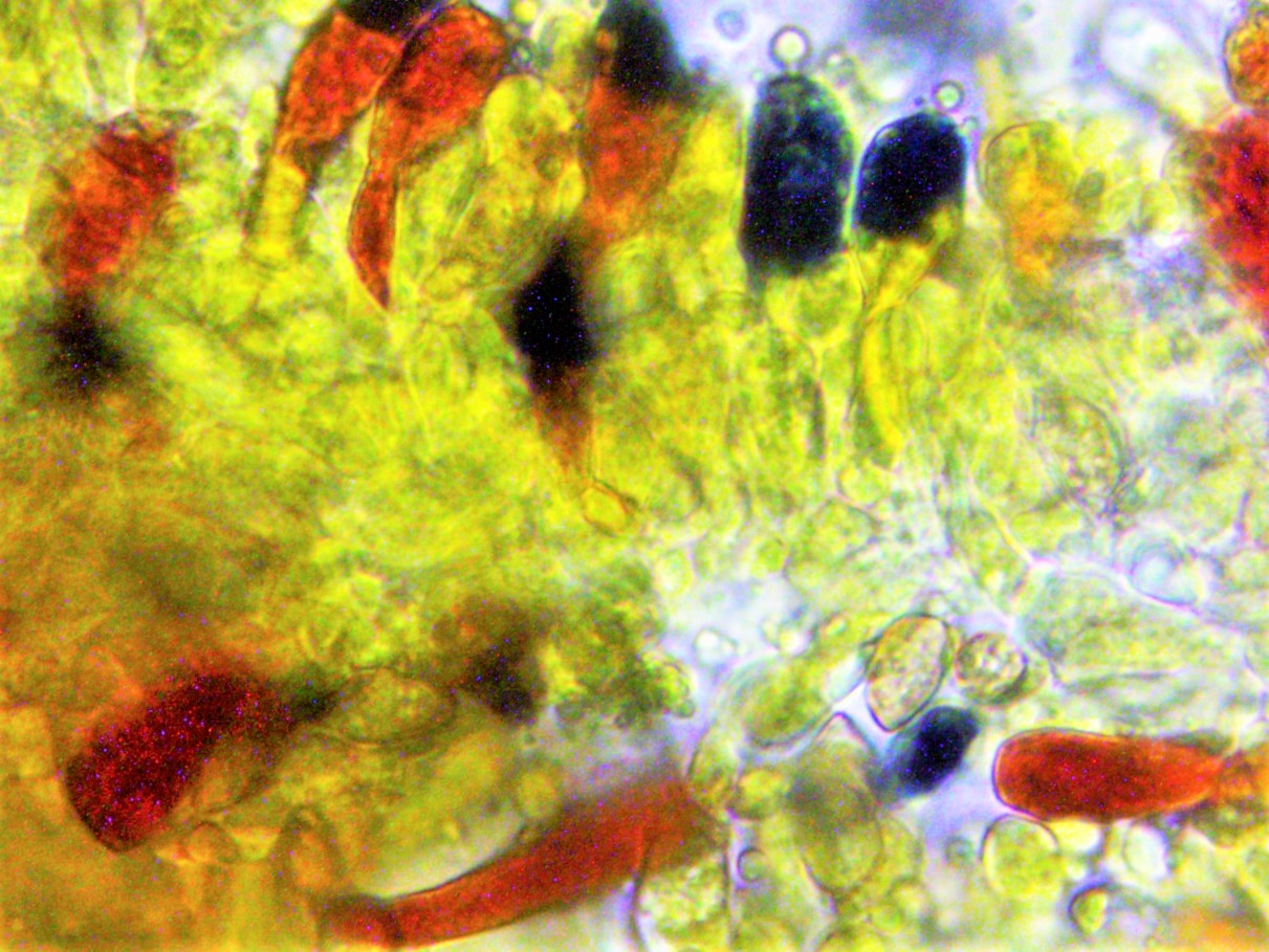 Hebeloma nigellum 7 Schwaerzlicher Faelbling Norwegen Nationalpark Jotunheimen Basidien amyloid blau Lugolsche Loesung Baralsche Melzers Reagens Chloralhydrat vital