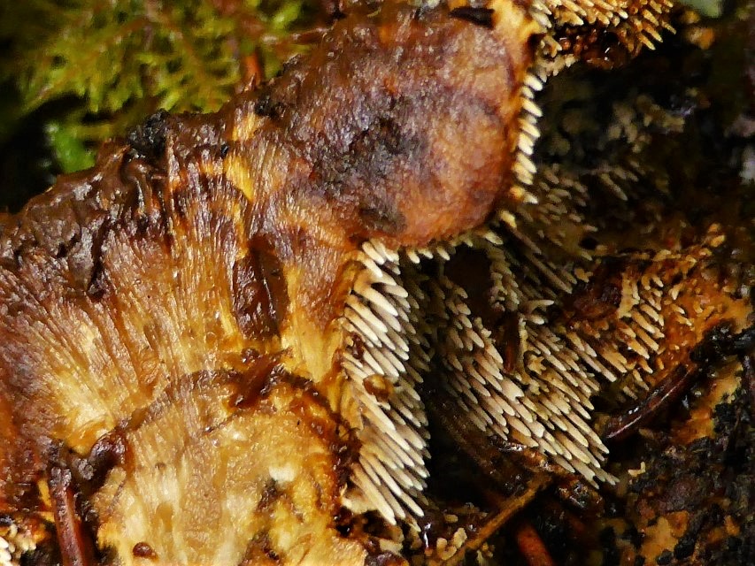 Hydnellum mirabile 6 Wolliger Korkstacheling Krieglsteiner Pilzschule Schwaebischer Wald Pilzexperte Pilzfuehrung Pilzseminar Pilzfreunde Feldmykologe