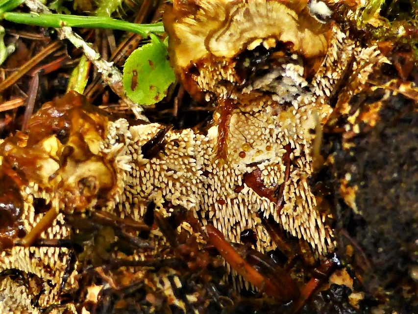 Hydnellum mirabile 8 Humusauflage Basenanteil Flechten Cladonia Myzelsystem Schnallen Geschmack scharf Feldmykologe Krieglsteiner Pilzschule Schwaebischer Wald