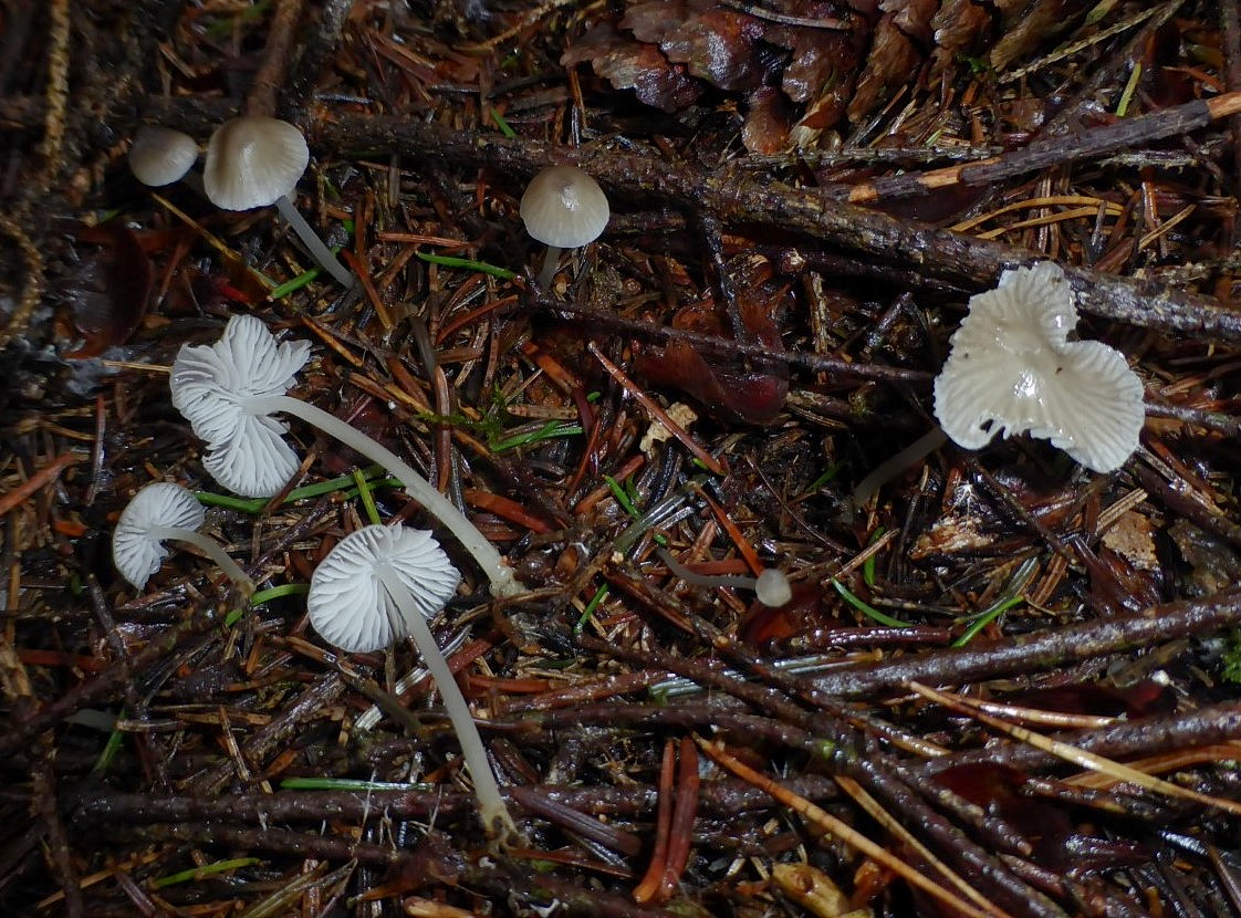 Hydropus pseudotenax 2 Klebriger Wasserfuss Helmling scabripes conicus Schwaebischer Wald Pilzkurs Seminar Pilzschule Schwaebischer Wald