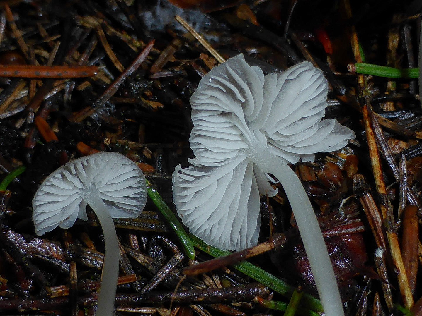 Hydropus pseudotenax 5 Lamellen Ansatz breit angewachsen Schwaebischer Wald Ruppertshofen Hoenig Auerbachtal Krieglsteiner