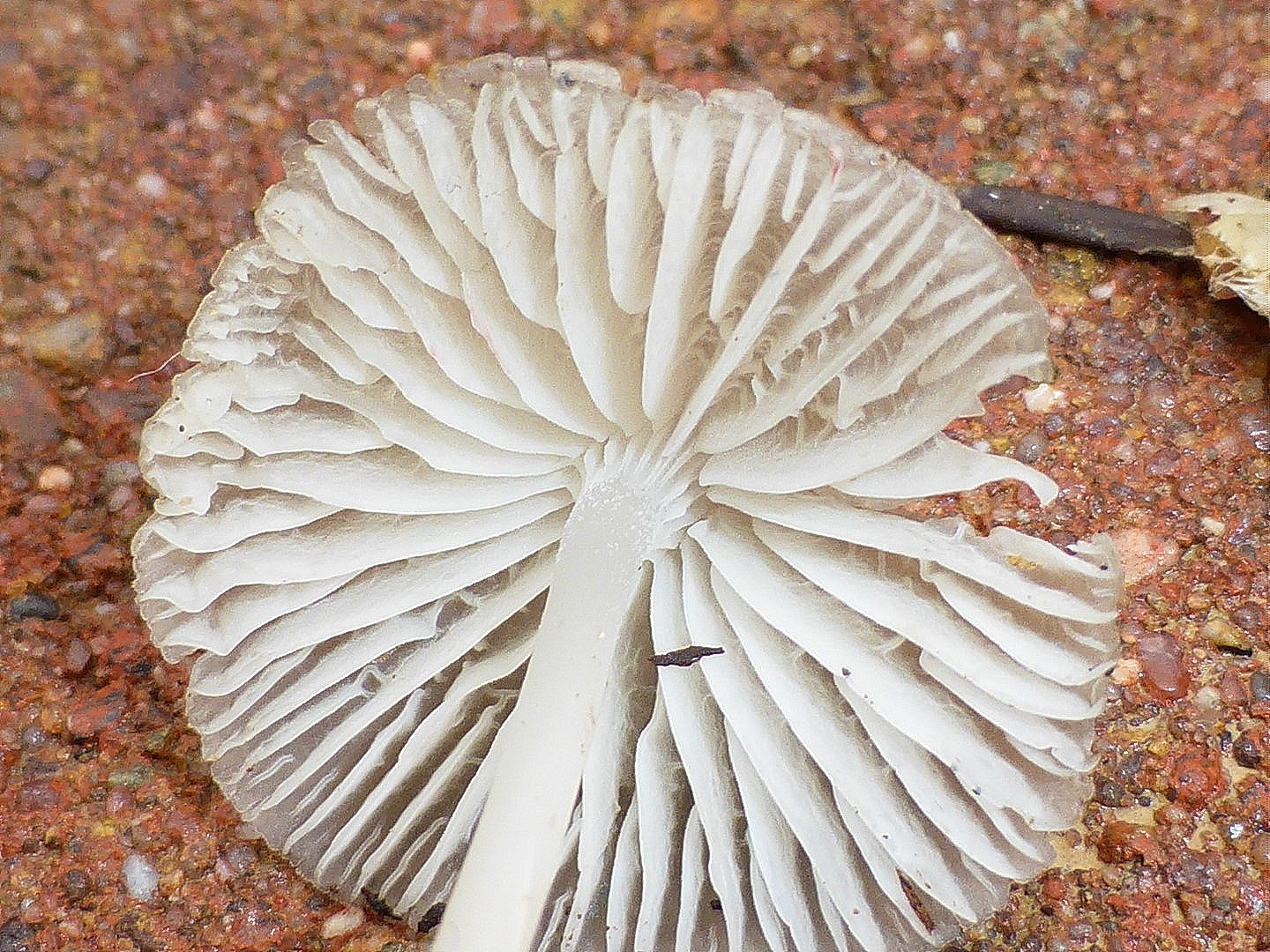 Hydropus pseudotenax 8 Kleinsporiger Wasserfuss Anastomosen Pilzschule Schwaebischer Wald Ruppertshofen Gmuend Baden Wuerttemberg Pilzseminare