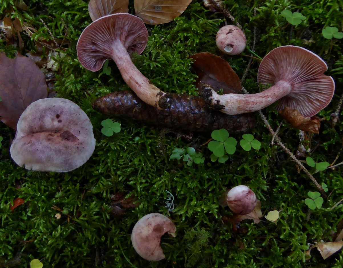 Hygrophorus capreolarius Weinroter Purpur Schneckling Oesterreich Kaernten Tanne Fichte erubescens russula