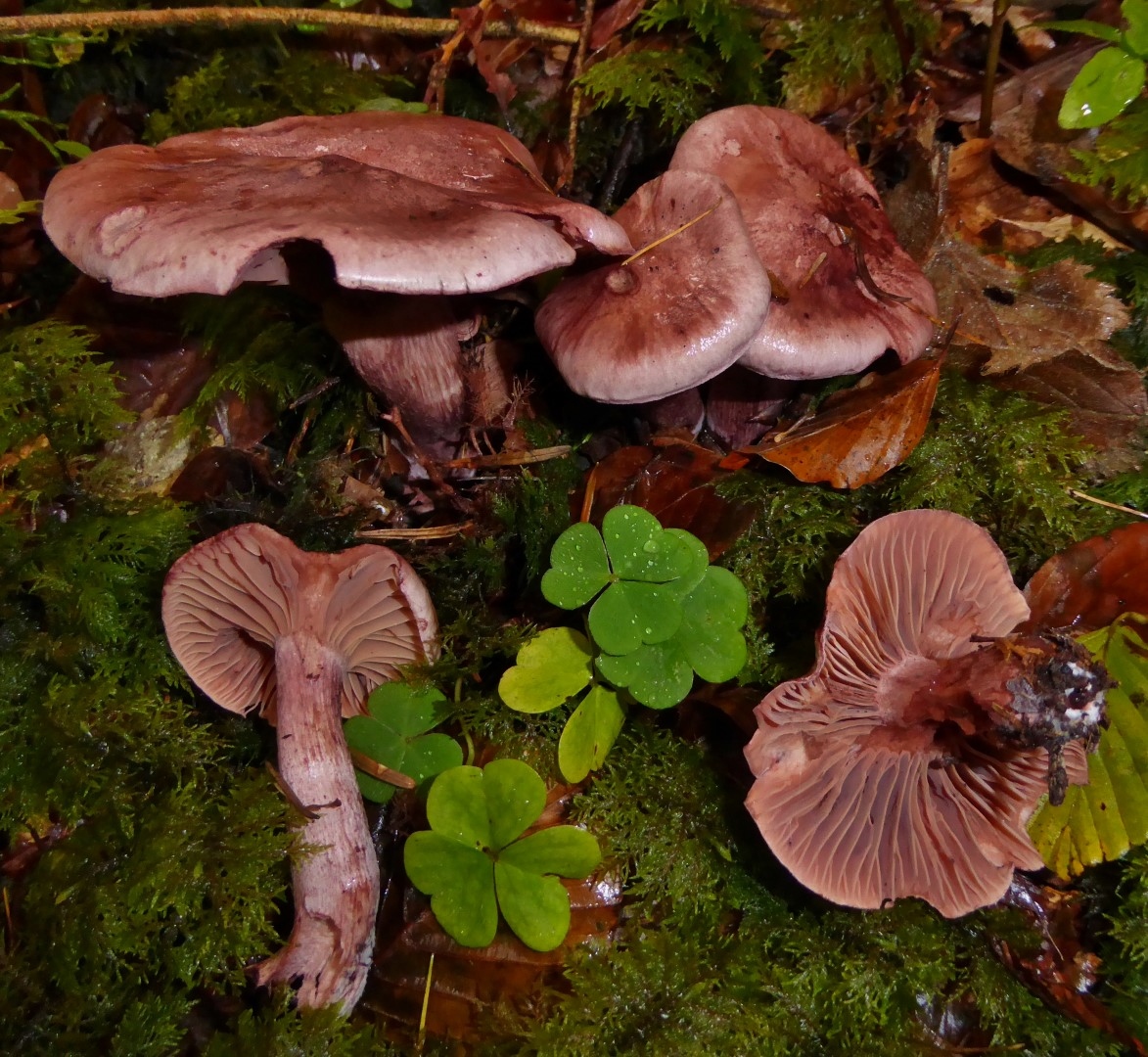 Hygrophorus capreolarius Weinroter Purpur Schneckling Schweiz St Gallen Pilzkurs Pilzfuehrung Tanne Gebirge