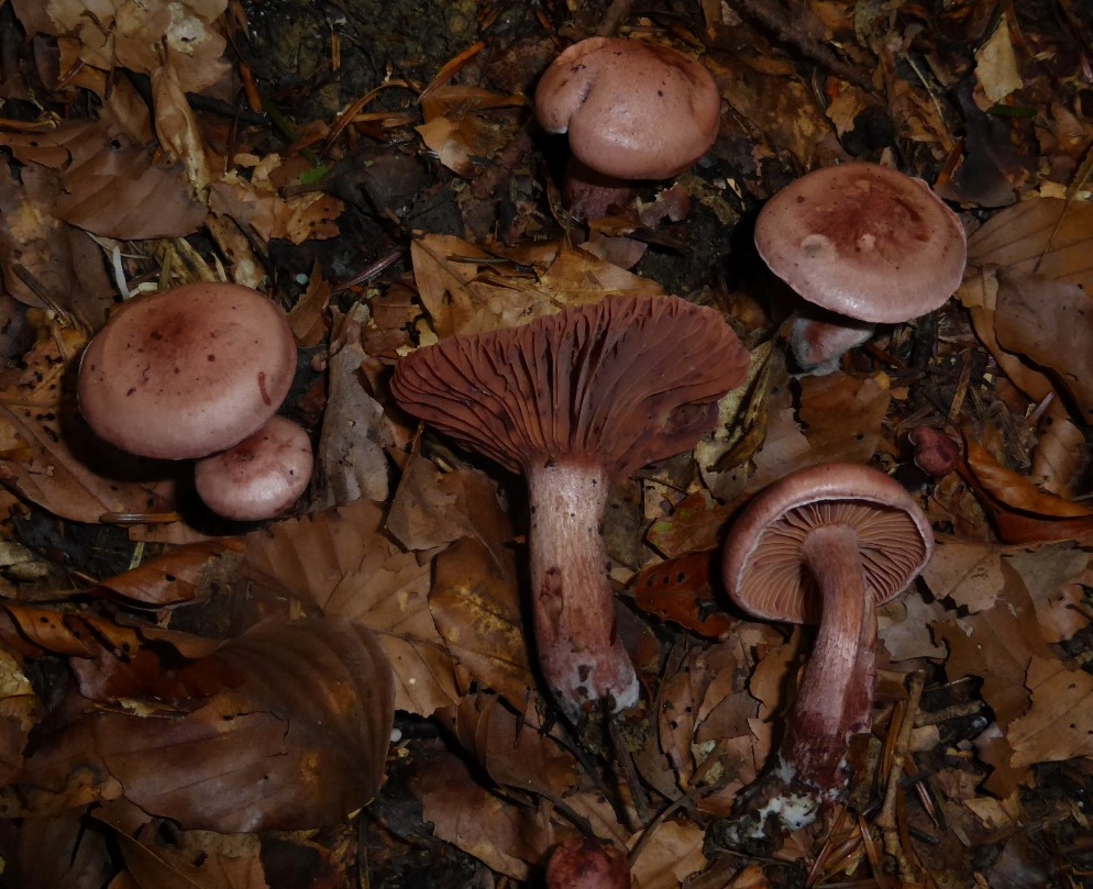 Hygrophorus capreolarius Weinroter Purpurschneckling Albvorland Ostwuerttemberg Buchenwald Dogger Tanne Abies alba Mykorrhiza