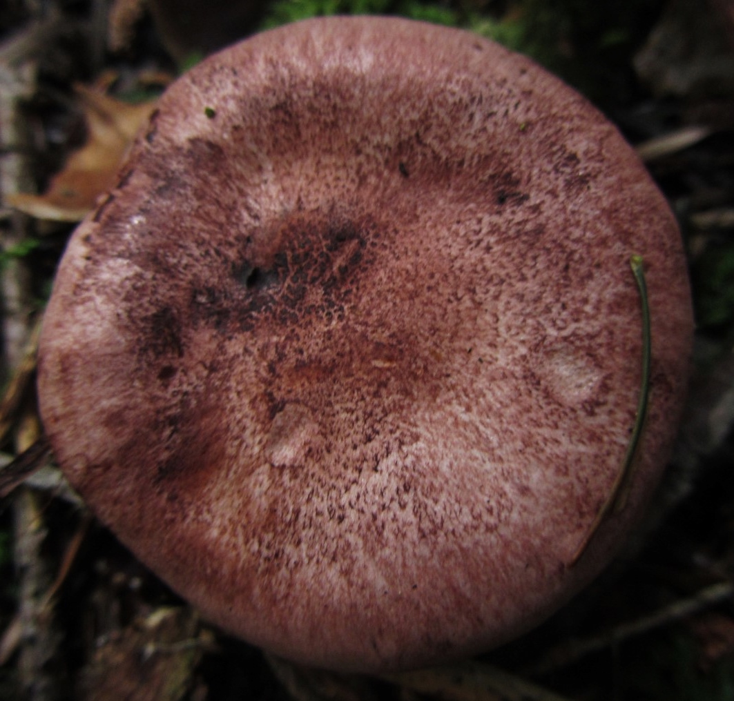 Hygrophorus capreolarius Weinroter Purpurschneckling Hut schuppig trocken Schwaebisch Fraenkischer Wald Tanau Durlangen Pilzschule